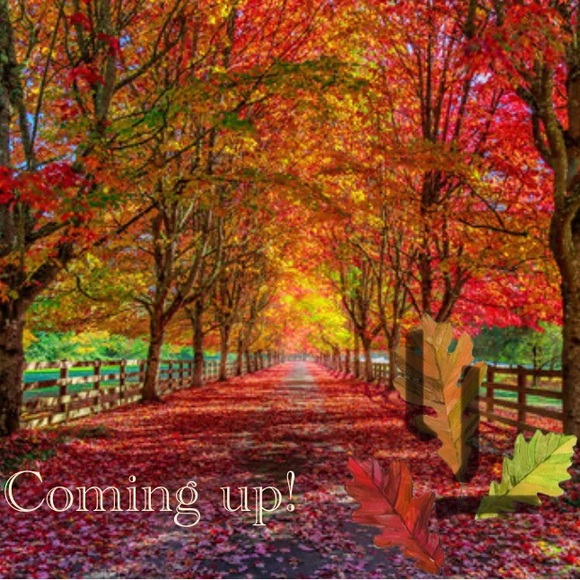 Princess Polly Black and White Gingham Puffer Jacket - Picture 8 of 8